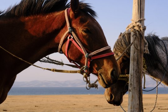 Horse riding